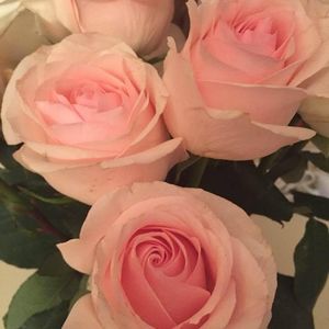 Meet your Posher, Suzanne